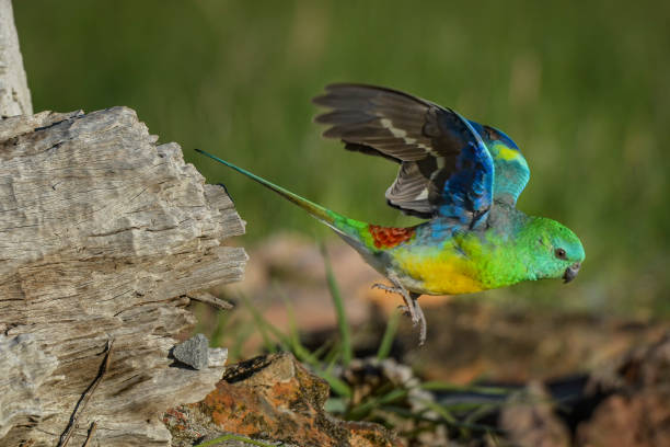 istock Red Rumped Parrot with wings spread wide 1225286935