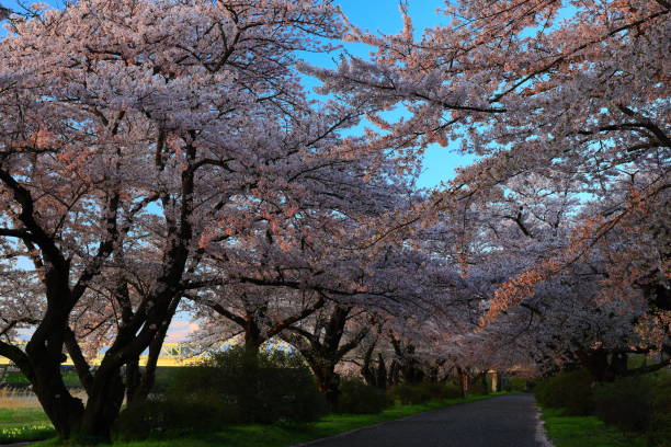 istock Row of cherry blossom trees at sunset 1225287140