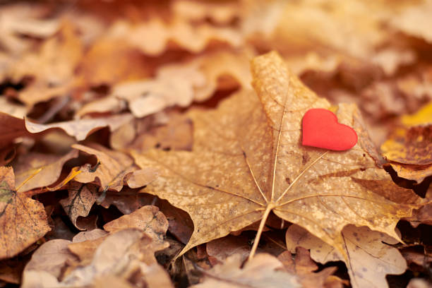 istock Heart on maple leaf. Infatuation or loneliness concept. 1225287918
