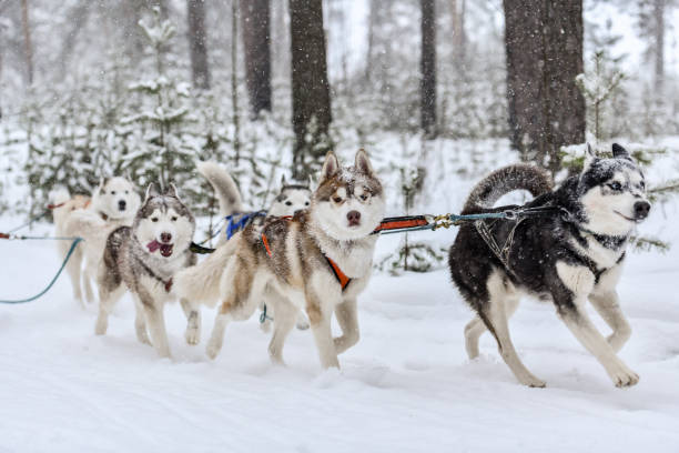 istock Husky sled dog running 1225287975