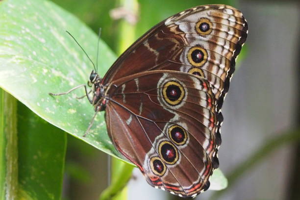 istock Butterflys and Birds 1225289338