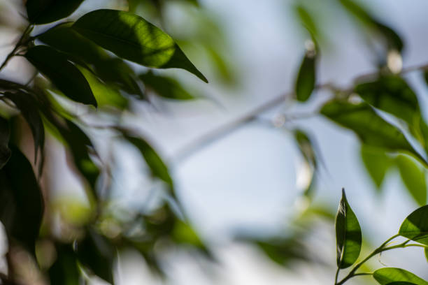 Green ficus leaves against the sky, macro, blue bokeh