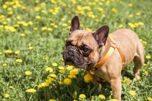 istock French Bulldog outdoors on a sunny summer day. 1225290722