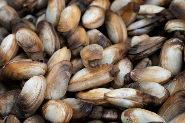 istock Fresh shellfish prepared to be cooked on Cat Ba Island 1225291528