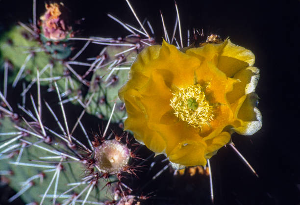 Canyon de Chelly National Monument - Cactus Flower - 1998