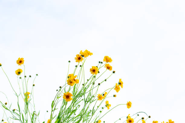 istock Yellow flowers and sky 1225293449
