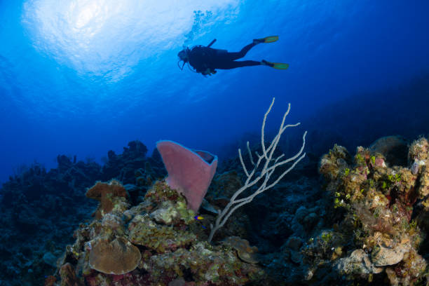 istock Caribbean marine life and diver 1225295864
