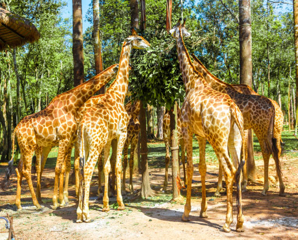 istock long-necked giraffe, beautiful spotted, amazing beast. 1225296669