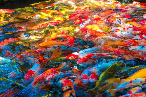 istock multi-colored koi fish swim in a blue pond. 1225296760