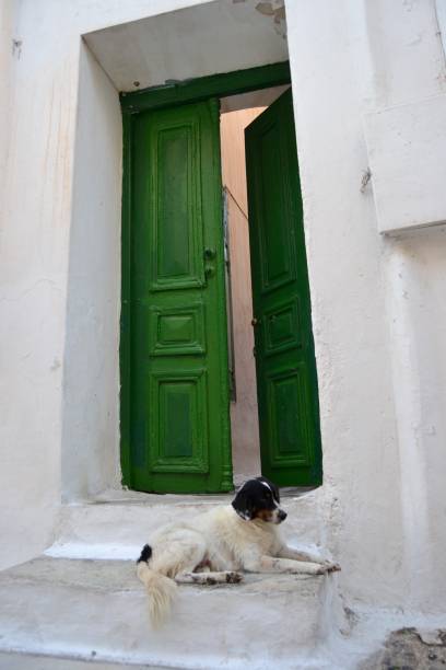 istock Green door and Dog 1225297475