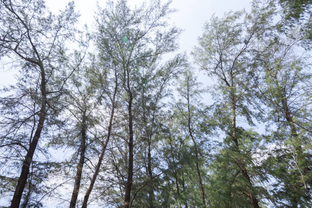 istock Low angle view of pine tree forest with green leaves. 1225299362