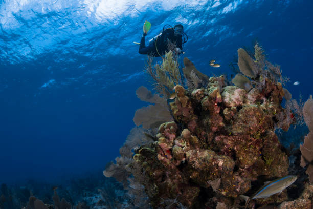 istock Caribbean coral reef and diver 1225301883