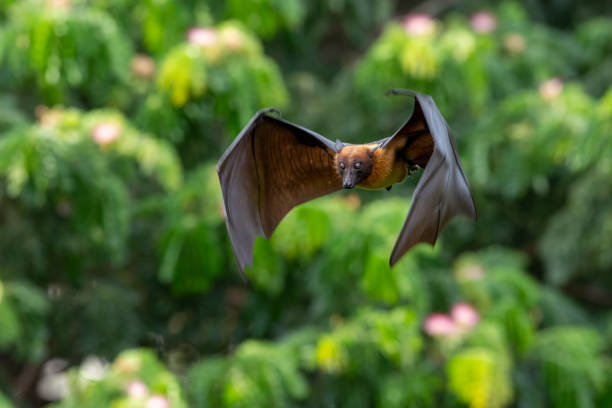 istock Bat flying in the natural forest 1225302459
