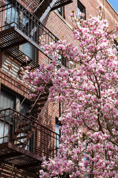istock Beautiful Pink Magnolia Flowering Tree during Spring next to a Fire Escape on an Apartment Building in Astoria Queens New York 1225302580
