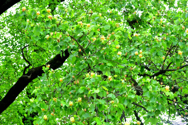istock Tulip Tree / Liriodendron tulipifera Flowers 1225305039