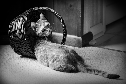 Black and white of a cat with a basket looking back over her shoulder.