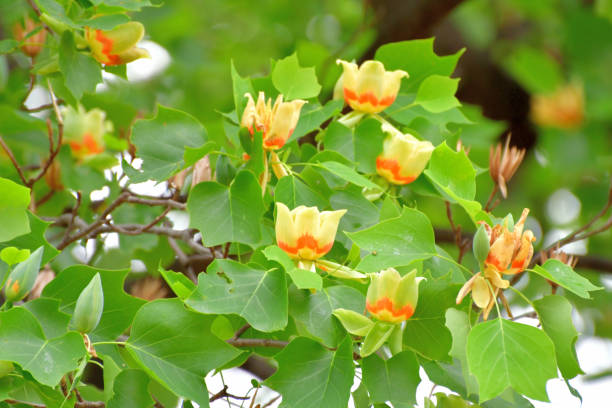istock Tulip Tree / Liriodendron tulipifera Flowers 1225305176