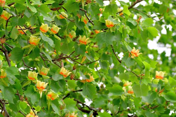 istock Tulip Tree / Liriodendron tulipifera Flowers 1225305856