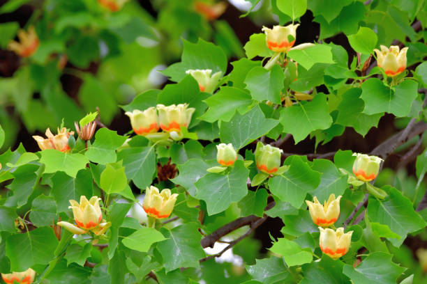 istock Tulip Tree / Liriodendron tulipifera Flowers 1225305956