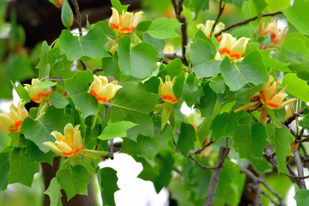 istock Tulip Tree / Liriodendron tulipifera Flowers 1225306099