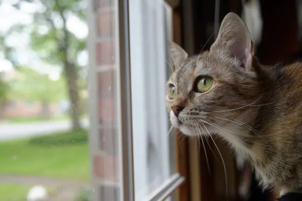 Photo of Cat Looking Out A Window