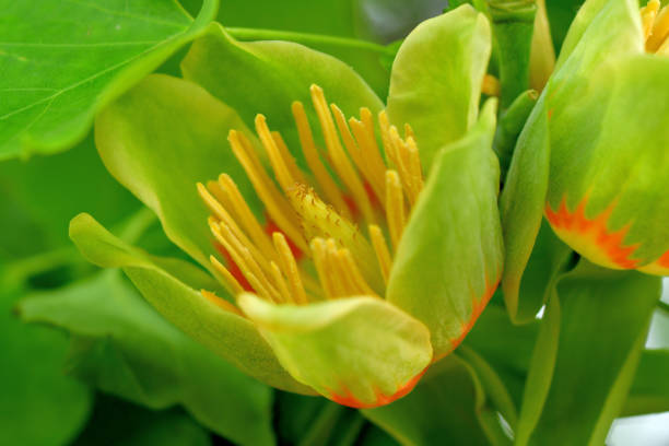Tulip tree or poplar tree (Liriodendron tulipifera) is large deciduous tree, native to eastern North America, but can be found in Japan as well. It grows to 20-30 meters tall. It is noted for its cup-shaped, tulip like flowers that bloom in late April and early May. The flowers are yellow with an orange band at the base of each petal.In Tokyo, you can find them as street trees as well as in some public parks.
