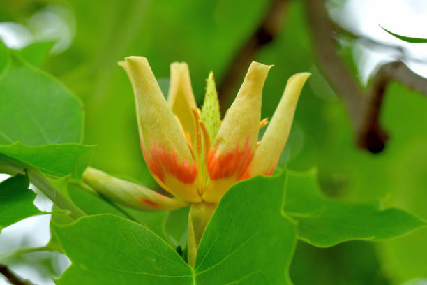 Tulip tree or poplar tree (Liriodendron tulipifera) is large deciduous tree, native to eastern North America, but can be found in Japan as well. It grows to 20-30 meters tall. It is noted for its cup-shaped, tulip like flowers that bloom in late April and early May. The flowers are yellow with an orange band at the base of each petal.In Tokyo, you can find them as street trees as well as in some public parks.