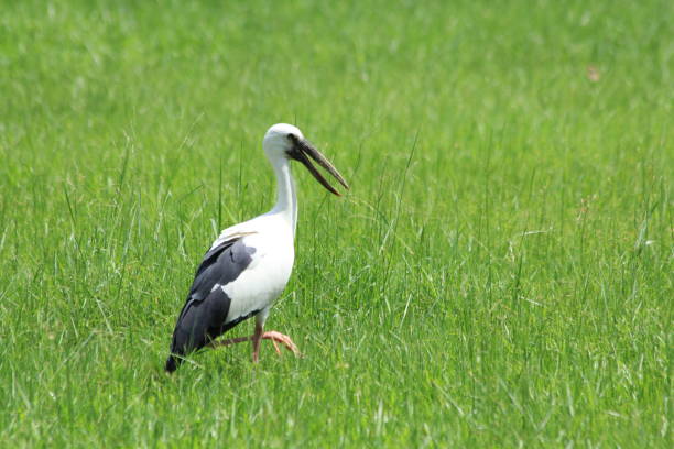 istock Openbill in the rice field, Thailand 1225309679