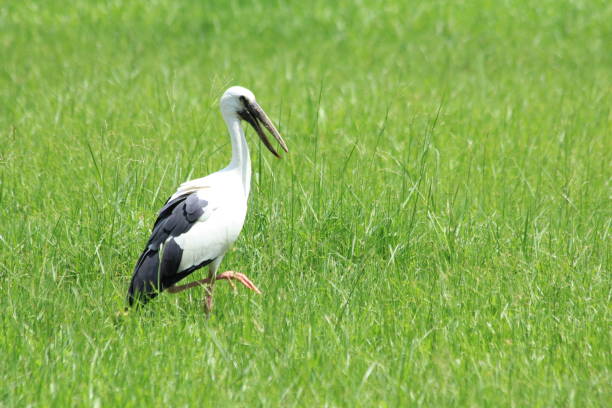 istock Openbill in the rice field, Thailand 1225309695