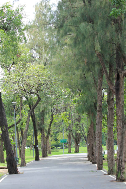 istock Green trees on the side of the road 1225309708