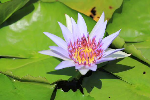 istock Lotus flowers in a basin in Thailand 1225309758