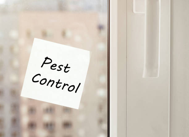 istock Blank paper frame glued with. Pest Control. tape to window with city view 1225311017