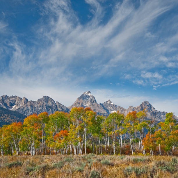 Fall Colors in the Tetons Every Fall, the Jackson Hole Valley puts on a brilliant display of gold and orange as the numerous aspen groves change colors.  This stand of aspens frames the rugged Teton Range near Moose Junction in Grand Teton National Park, Wyoming, USA. jeff goulden grand teton national park stock pictures, royalty-free photos & images