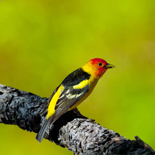 Western Tanager The Western Tanager (Piranga ludoviciana), is a medium-sized American songbird in the cardinal family. Adult males are bright yellow with black wings and a flaming orange-red head. The plumage and vocalizations are similar to other members of the cardinal family. This western tanager was photographed while perched on a branch at Campbell Mesa in the Coconino National Forest near Flagstaff, Arizona, USA. piranga ludoviciana stock pictures, royalty-free photos & images