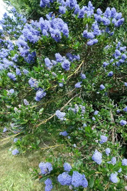 Céanothe  Californian lilac  Home garden