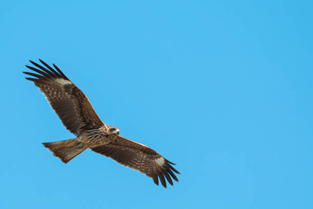 istock Adult red eagle fly on blue sky background with clipping path and copy space; Japanese eagle at Enoshima during summer season 1225312099