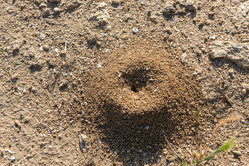 Ants crawling around the entrance to an ant hole on a dirt ground. Macro shot, nature macrophotography.