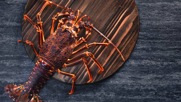 lagosta de rocha fresca crua, lagosta de rocha da costa oeste, jasus lalandii em um fundo escuro com cubos de gelo frio. - cape rock lobster - fotografias e filmes do acervo