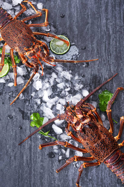 lagosta de rocha fresca crua, lagosta de rocha da costa oeste, jasus lalandii em um fundo escuro com cubos de gelo frio. - cape rock lobster - fotografias e filmes do acervo