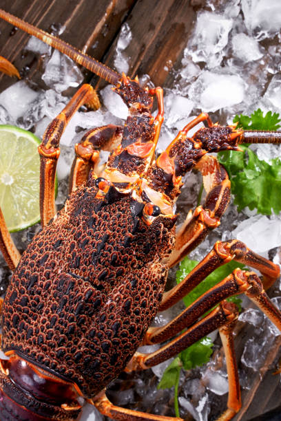 surowy świeży homar skalny cape, homar skalny zachodniego wybrzeża, jasus lalandii na ciemnym tle łupków z zimnymi kostkami lodu. - cape rock lobster zdjęcia i obrazy z banku zdjęć