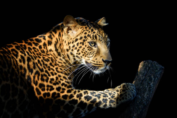 istock Close up angry big leopard isolated on black background 1225314520