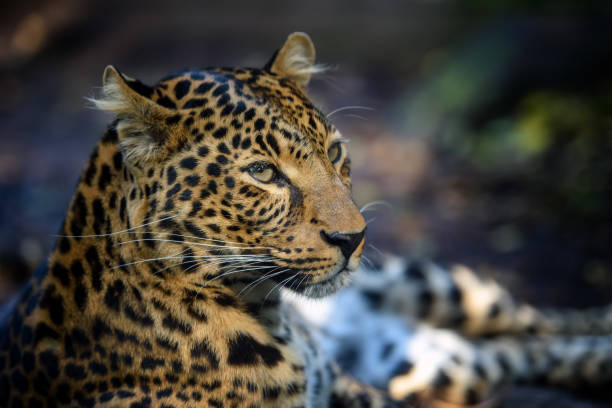 istock Close up angry big leopard isolated on black background 1225314530