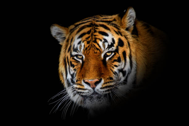 istock Close up big tiger isolated on black background 1225314537