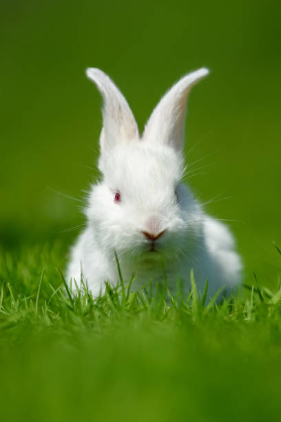 istock Funny  little white rabbit on spring green grass 1225314567