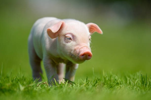istock Funny  little ping piglet on spring green grass 1225314572