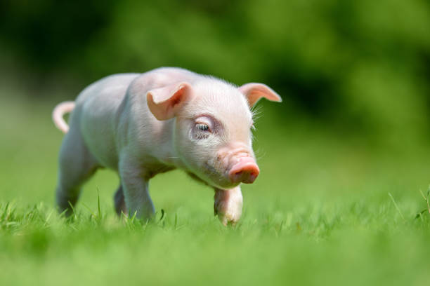 istock Funny  little ping piglet on spring green grass 1225314575