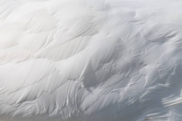istock Snow white swan wing swan feather texture background 1225314583