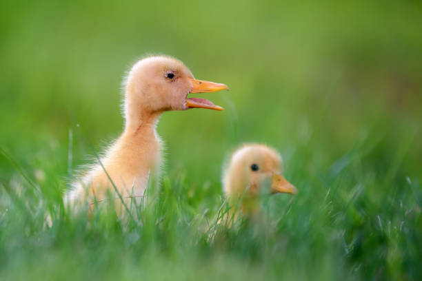 istock Funny  Little yellow duckling on spring green grass 1225314584
