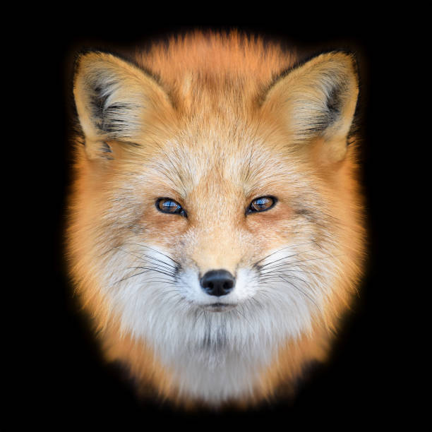 istock Portrait Red Fox, Vulpes vulpes, beautiful animal on black background 1225314586
