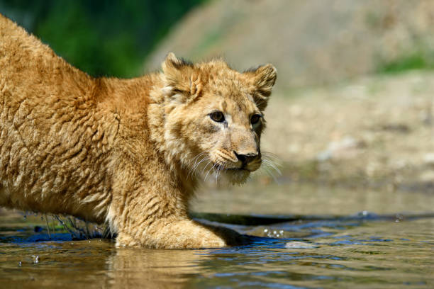 istock Lion cub in water. Animal wild predators in natural environment 1225314595